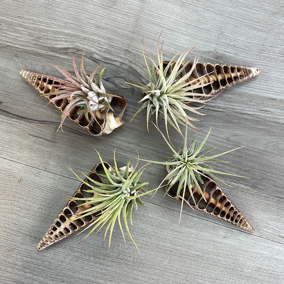 AIR PLANTS Other - 🔆AIR PLANT BUDDY🔆 WITH REAL SEA SHELL HAND MADE AND UNIQUE